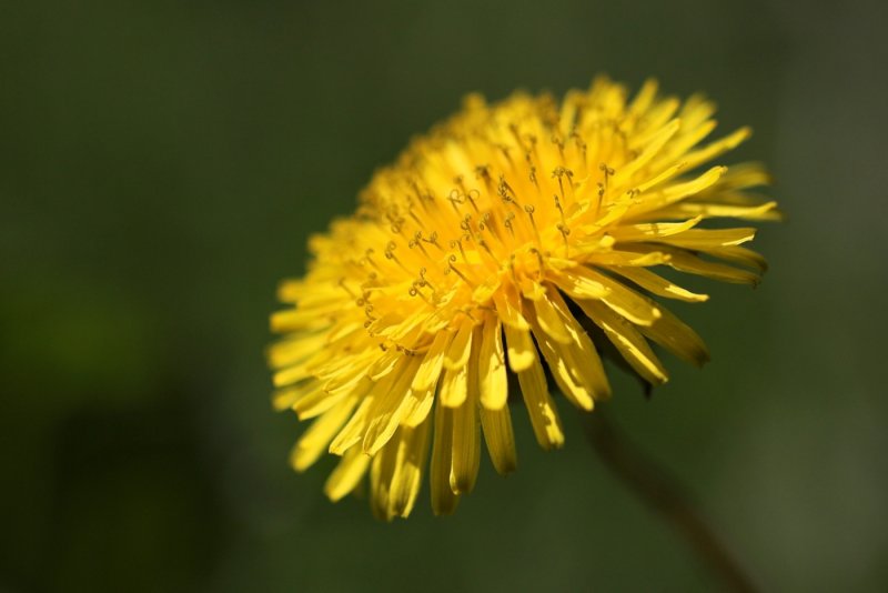 imagesNatur und Co01111111Taraxacum_Section_Ruderalia.jpg